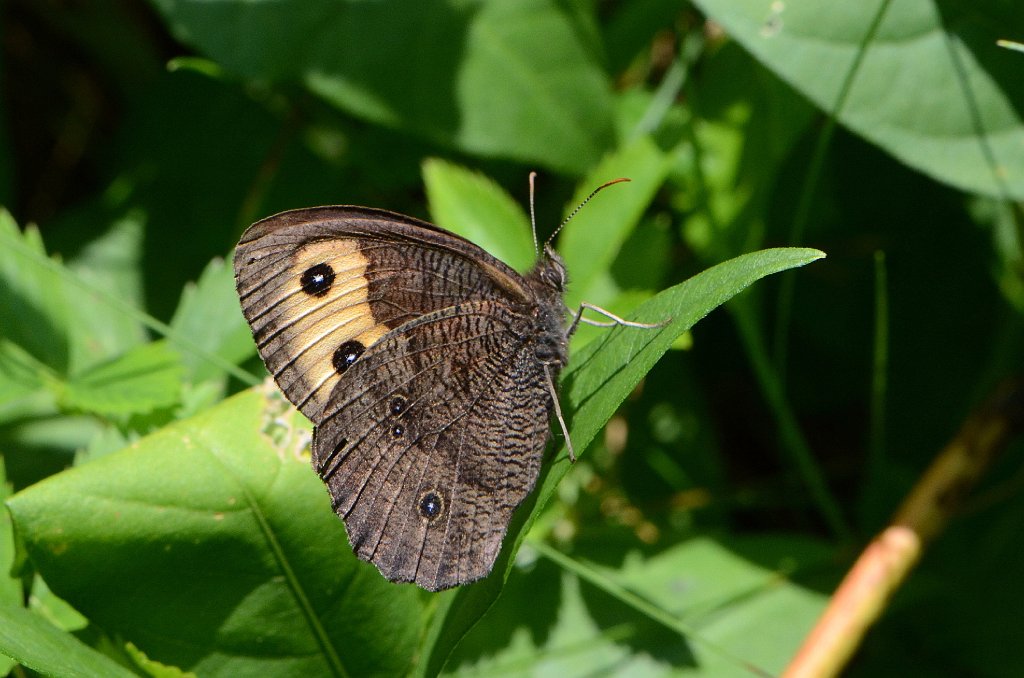 052 2014-07291910 Machusett Meadow.JPG - Common Wood Nymph Butterfly (Cercyonis pegala). Wachusett Meadow Wildlife Refuge, MA, 7-29-2014